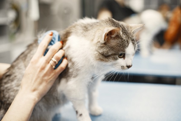 Grooming sikat kucing untuk kebersihan dan kesihatan.